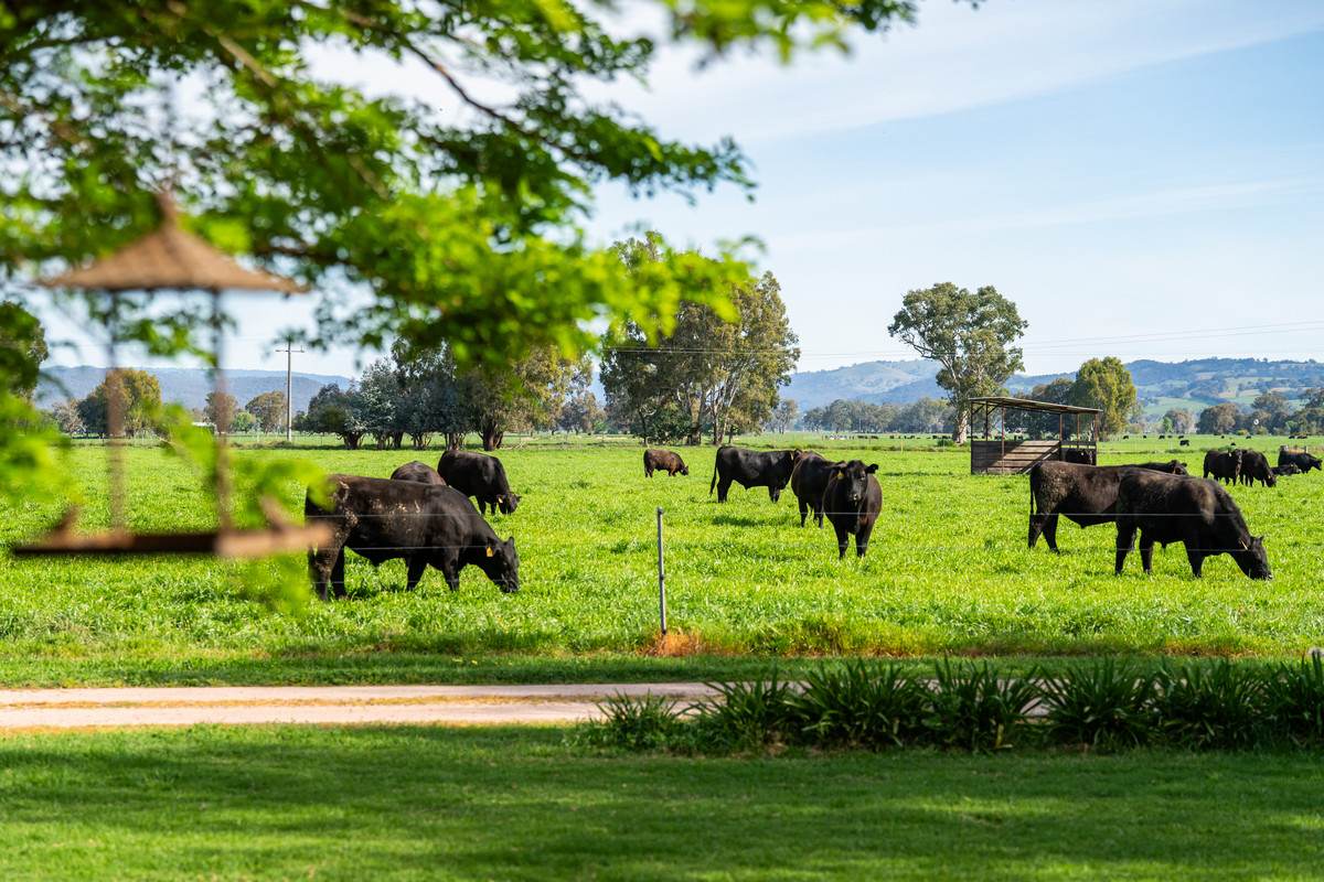 162 Hoults Lane, Moyhu For Sale by Farmbuy.com - image 7
