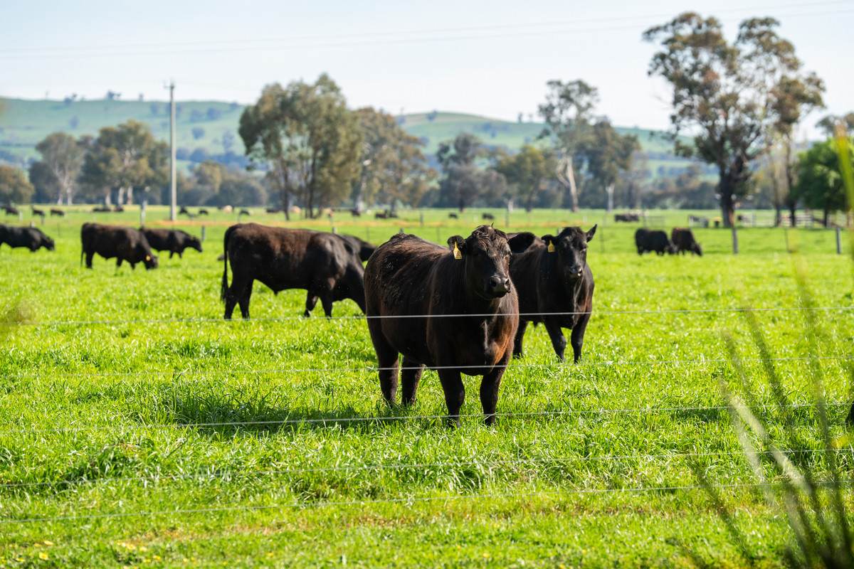 162 Hoults Lane, Moyhu For Sale by Farmbuy.com - image 26