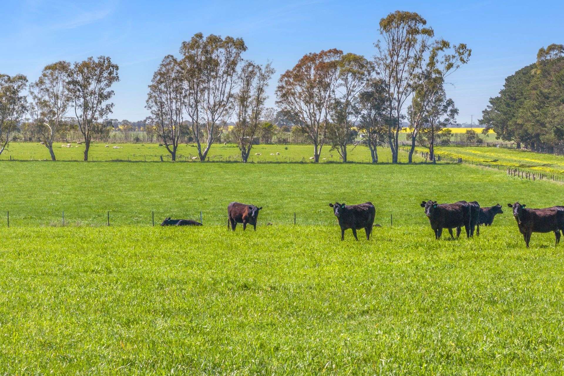 416 Mortlake-Ararat Road, Mortlake For Sale by Farmbuy.com - image 2