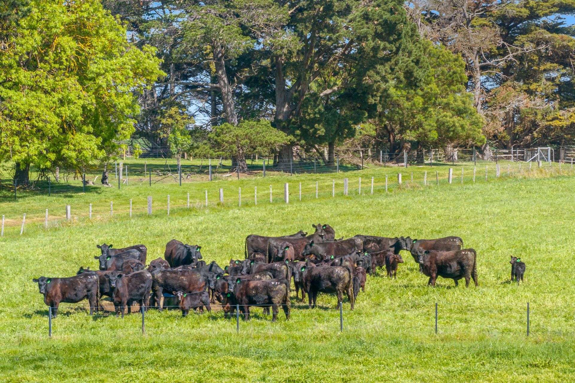 416 Mortlake-Ararat Road, Mortlake For Sale by Farmbuy.com - image 31