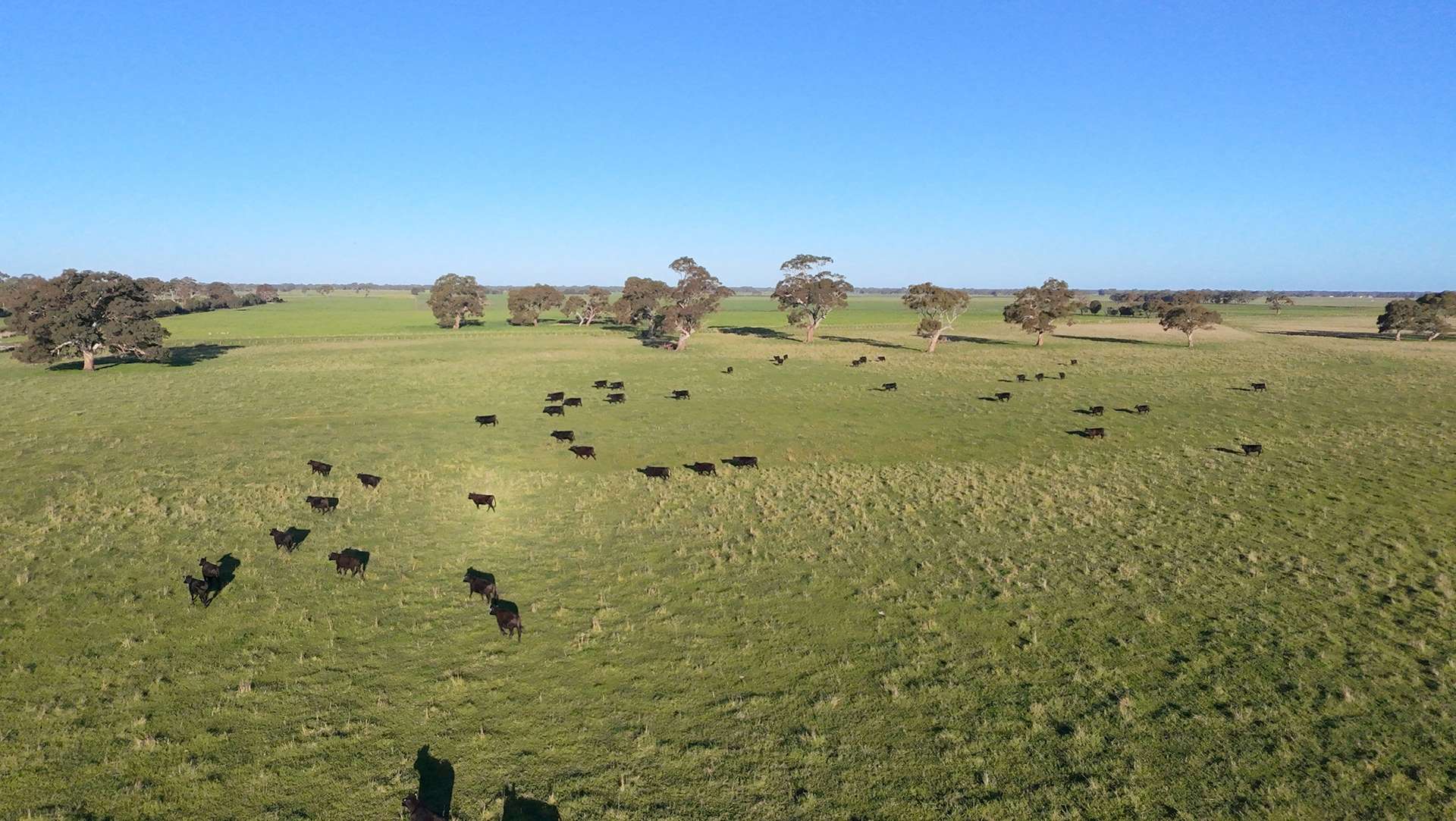 Lots 50 & 51 Old Kalangadoo Road, Penola Auction by Farmbuy.com - image 2
