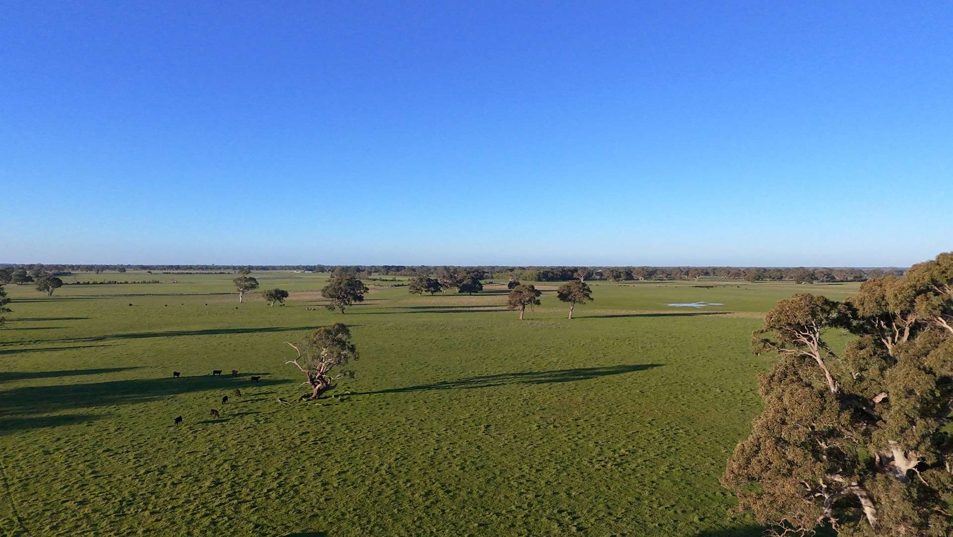 Lots 50 & 51 Old Kalangadoo Road, Penola Auction by Farmbuy.com - image 1