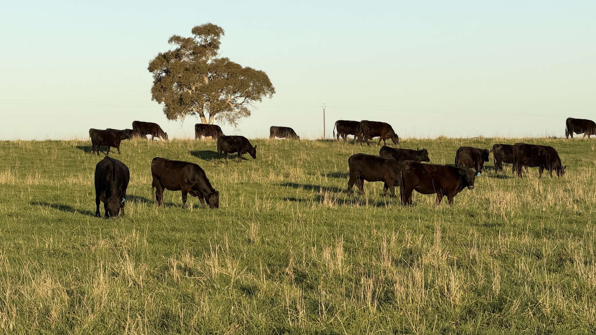 Lots 50 & 51 Old Kalangadoo Road, Penola Auction by Farmbuy.com - image 7