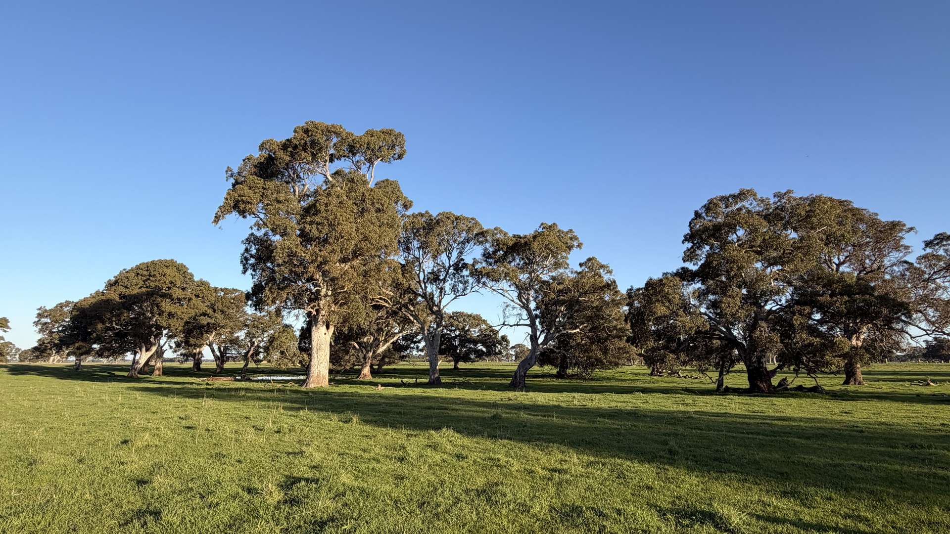 Lots 50 & 51 Old Kalangadoo Road, Penola Auction by Farmbuy.com - image 8