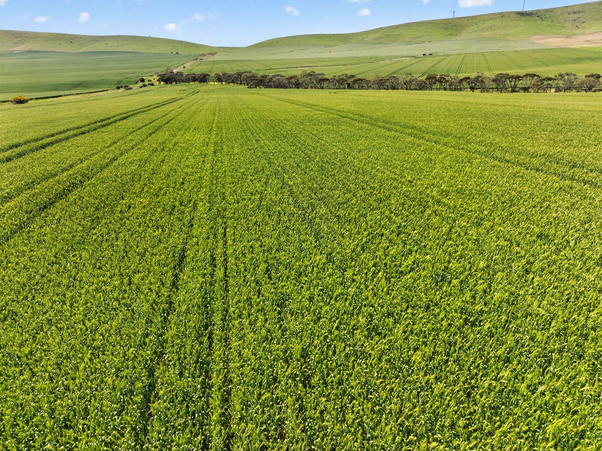 'Sharpes Well' Ireland Road, Mundoora For Sale by Farmbuy.com - image 16