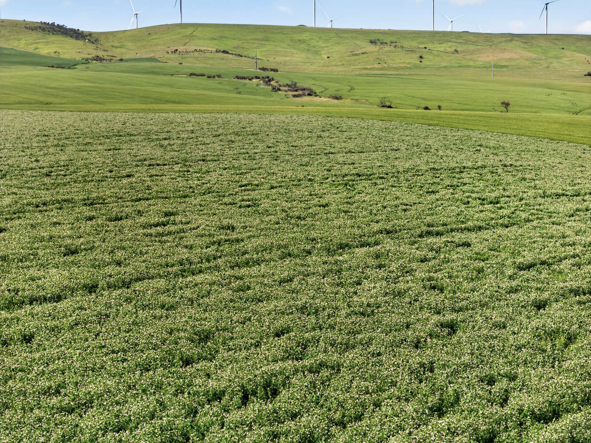 'Sharpes Well' Ireland Road, Mundoora For Sale by Farmbuy.com - image 9