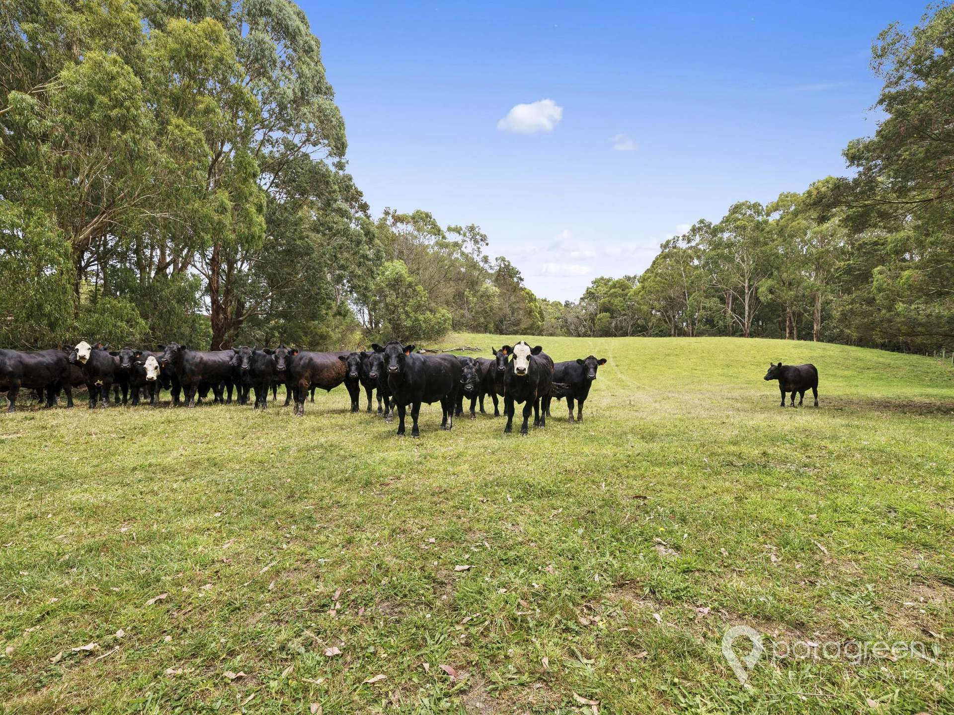 2 OSULLIVANS ROAD, Bennison For Sale by Farmbuy.com - image 12
