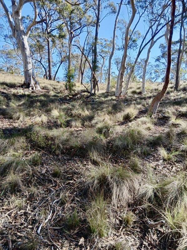 494 Jerralong Road, Oallen For Sale by Farmbuy.com - image 11