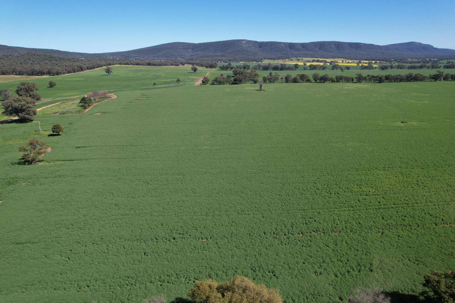 "Torwood" 799 Eualdrie Road, Grenfell For Sale by Farmbuy.com - image 14
