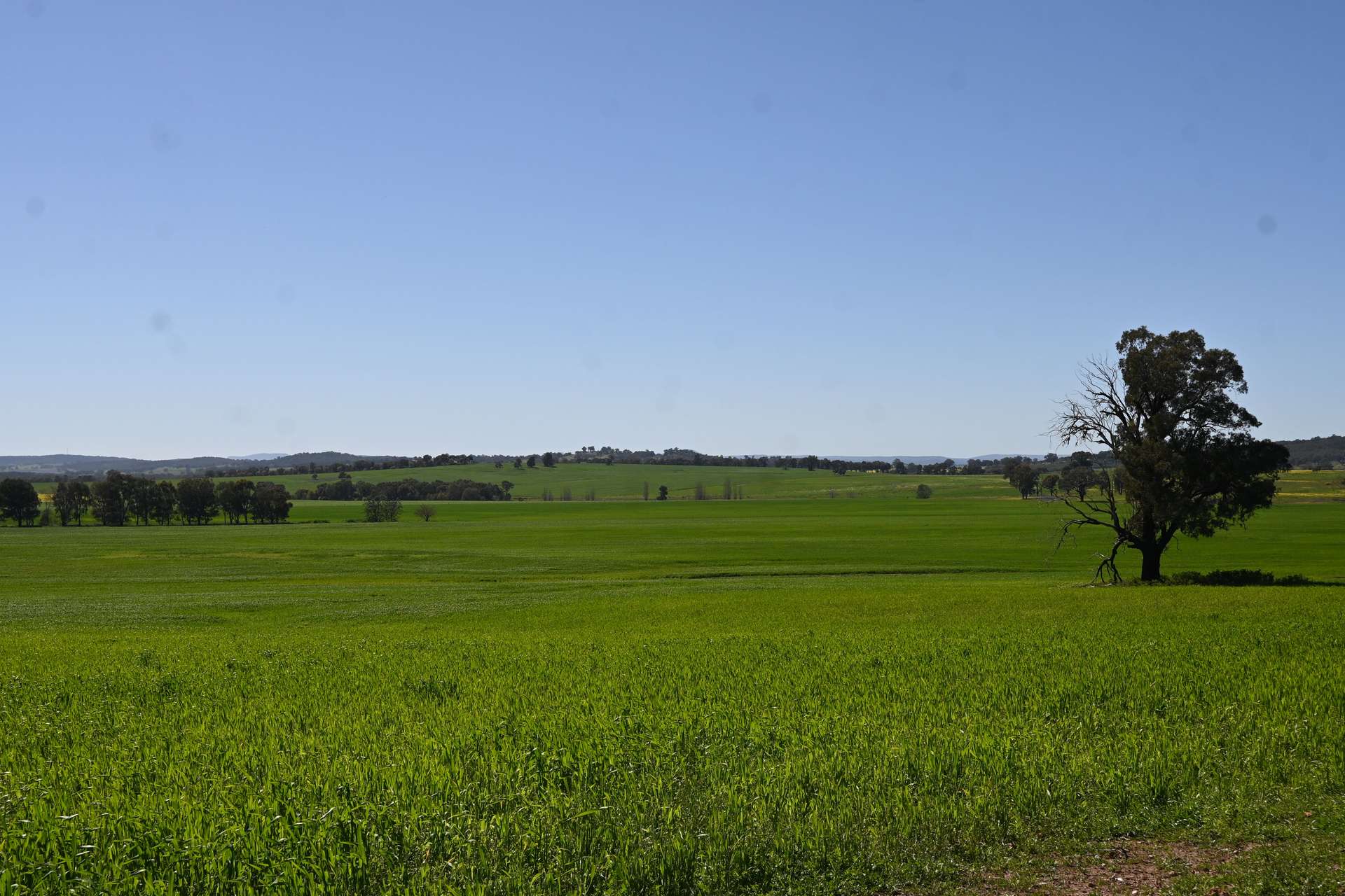 "Torwood" 799 Eualdrie Road, Grenfell For Sale by Farmbuy.com - image 4