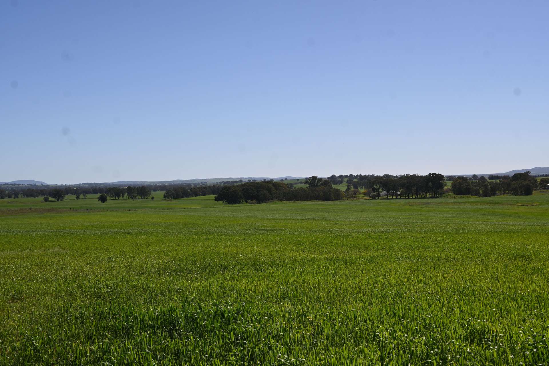 "Torwood" 799 Eualdrie Road, Grenfell For Sale by Farmbuy.com - image 5