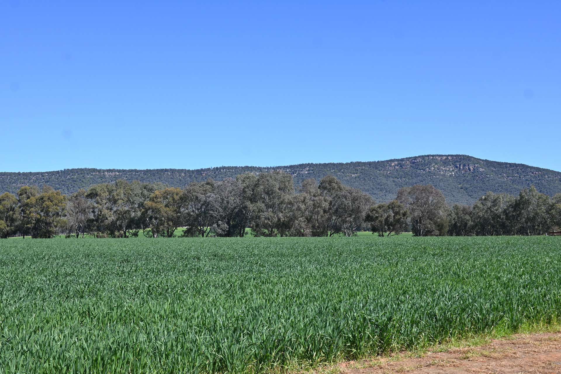 "Torwood" 799 Eualdrie Road, Grenfell For Sale by Farmbuy.com - image 7