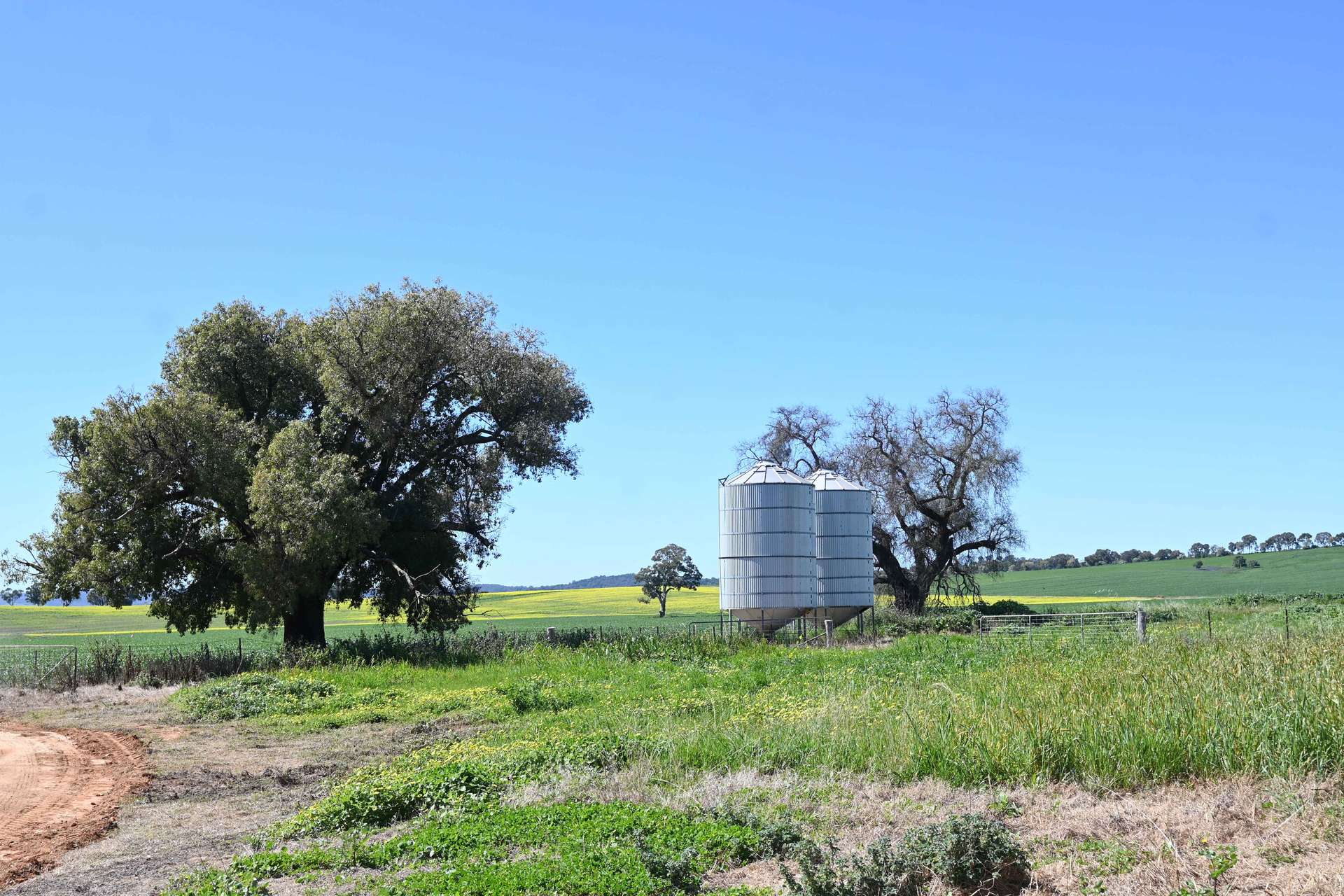 "Torwood" 799 Eualdrie Road, Grenfell For Sale by Farmbuy.com - image 12
