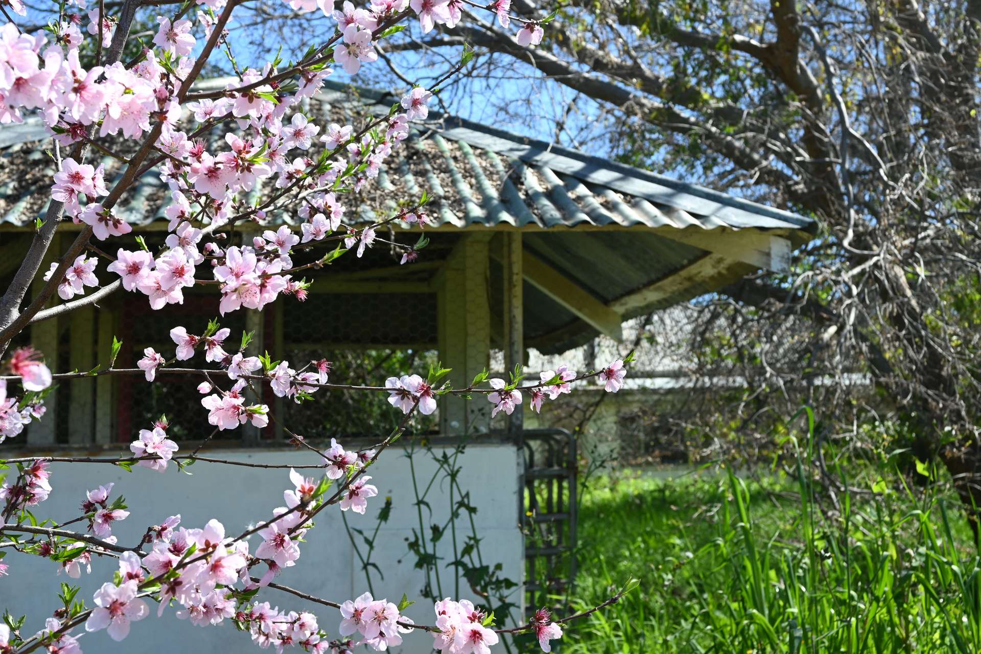 "Torwood" 799 Eualdrie Road, Grenfell For Sale by Farmbuy.com - image 10