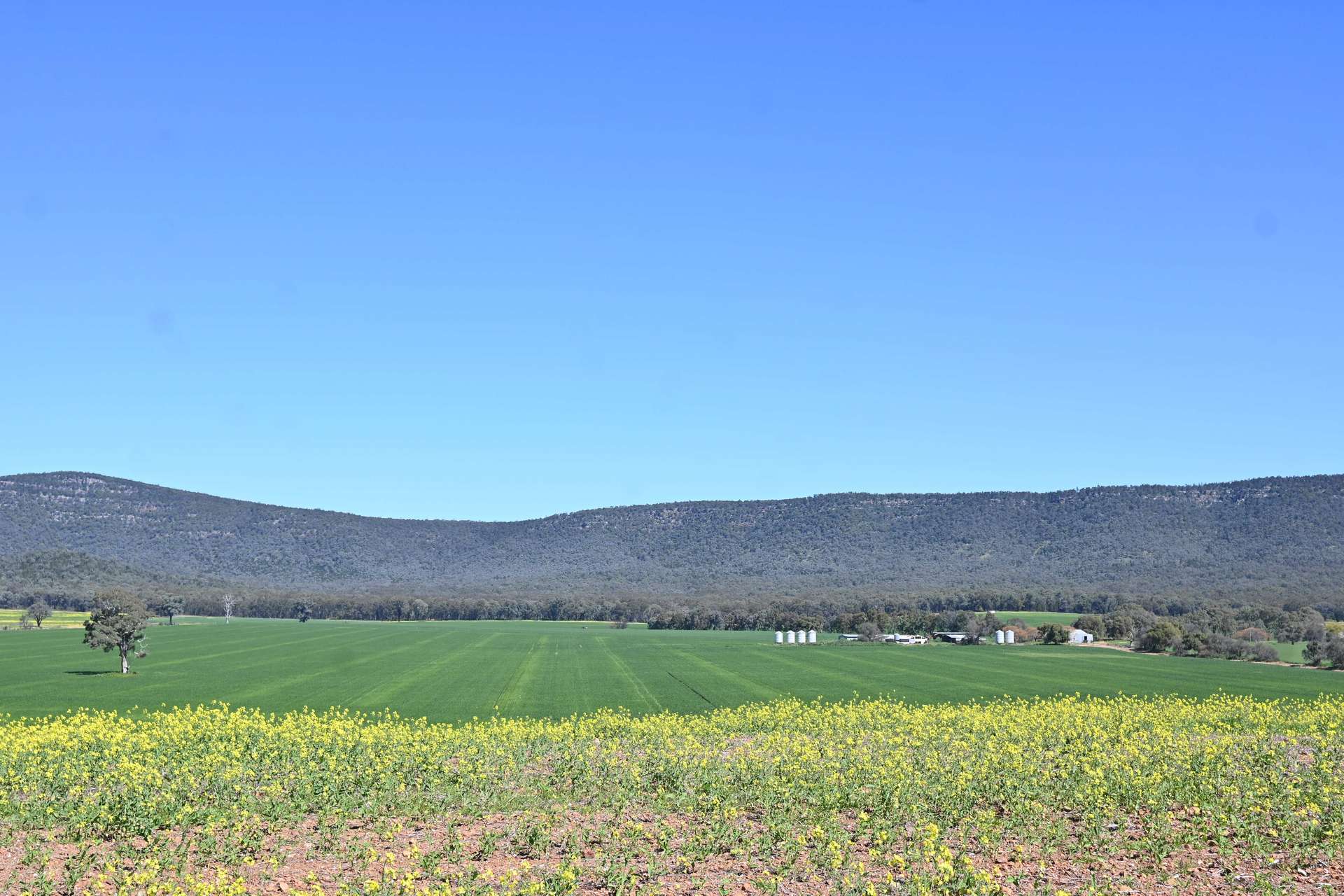 "Torwood" 799 Eualdrie Road, Grenfell For Sale by Farmbuy.com - image 13