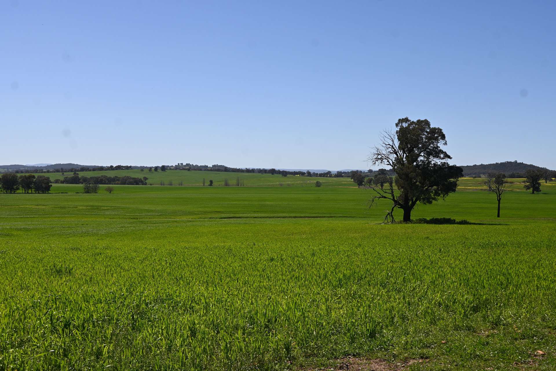 "Torwood" 799 Eualdrie Road, Grenfell For Sale by Farmbuy.com - image 6