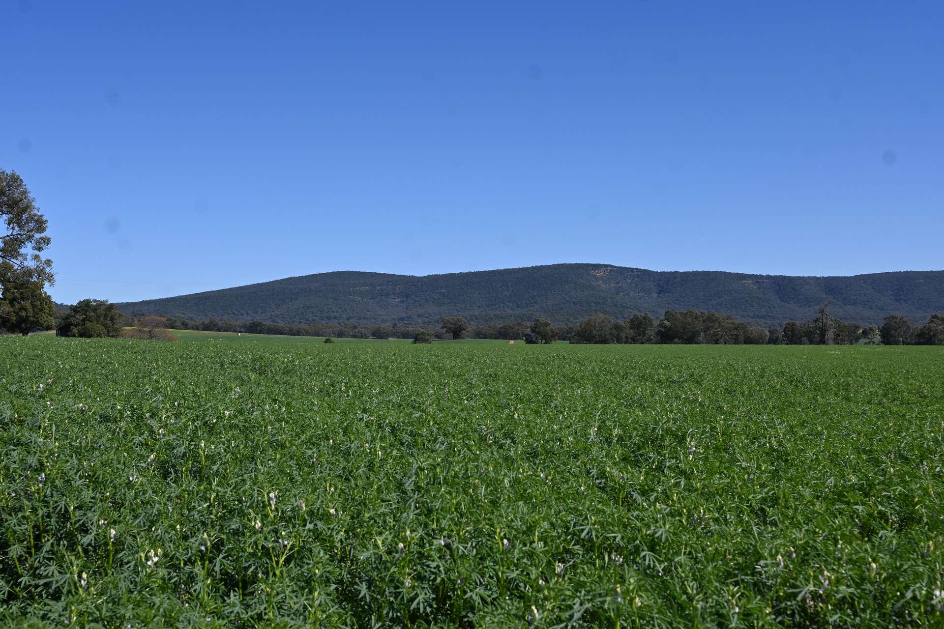 "Torwood" 799 Eualdrie Road, Grenfell For Sale by Farmbuy.com - image 2