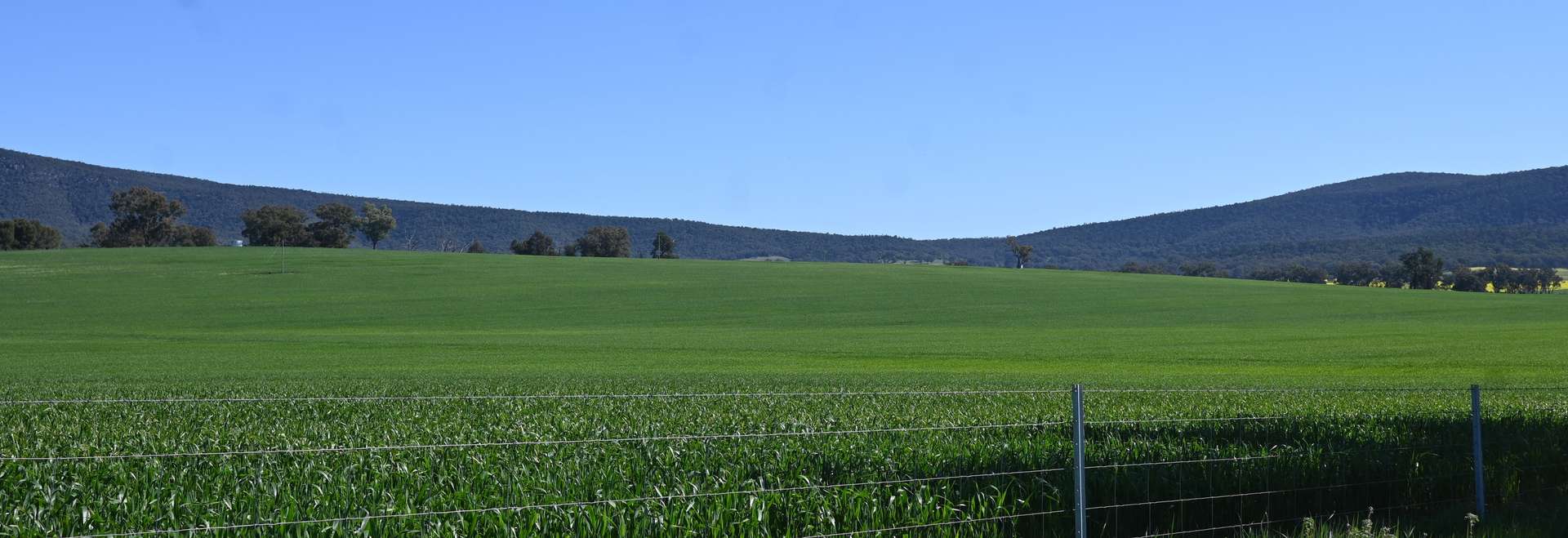 "Mirrabooka" 797 Eualdrie Road, Grenfell For Sale by Farmbuy.com - image 4