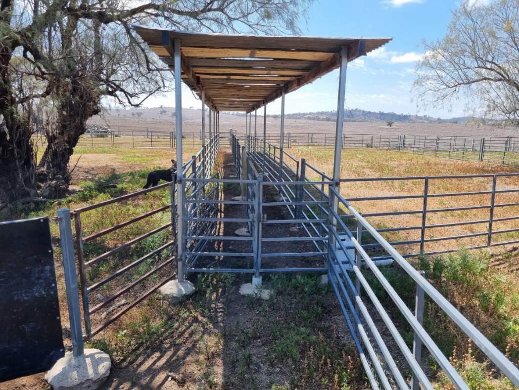 2403 Stanthorpe-Inglewood Road, Inglewood For Sale by Farmbuy.com - image 22