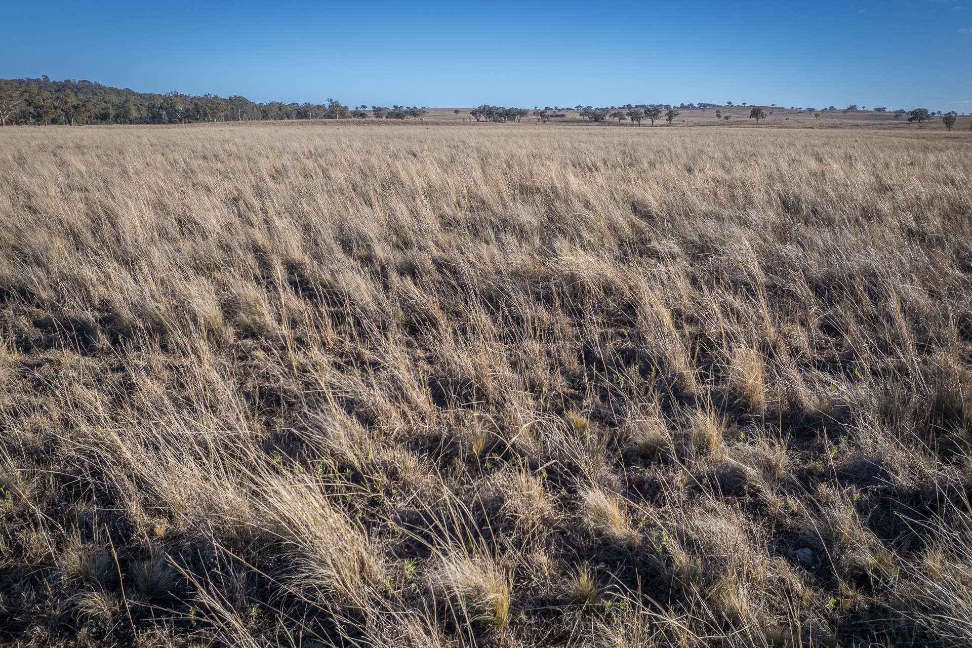 2403 Stanthorpe-Inglewood Road, Inglewood For Sale by Farmbuy.com - image 8