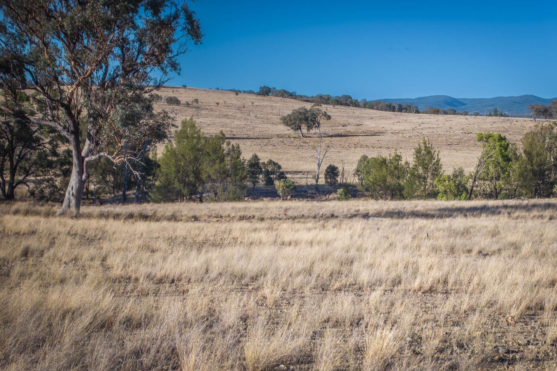 2403 Stanthorpe-Inglewood Road, Inglewood For Sale by Farmbuy.com - image 1