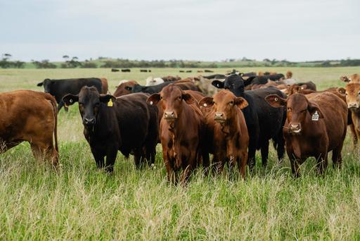 Farm For Sale - SA - Wanbi - 5310 - Landmark Scale in the Murray Mallee 