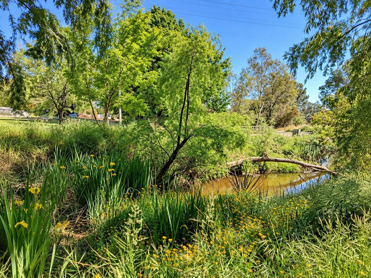 17-19 Elizabeth Avenue, Uralla For Sale by Farmbuy.com - image 16
