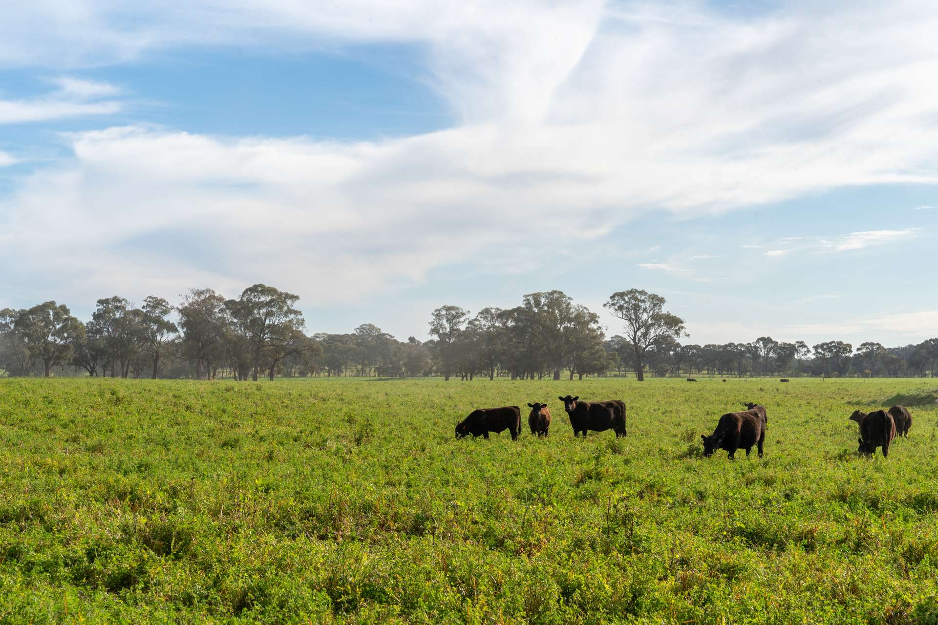 2 Nagambie-Rushworth Road, Bailieston For Sale by Farmbuy.com - image 14