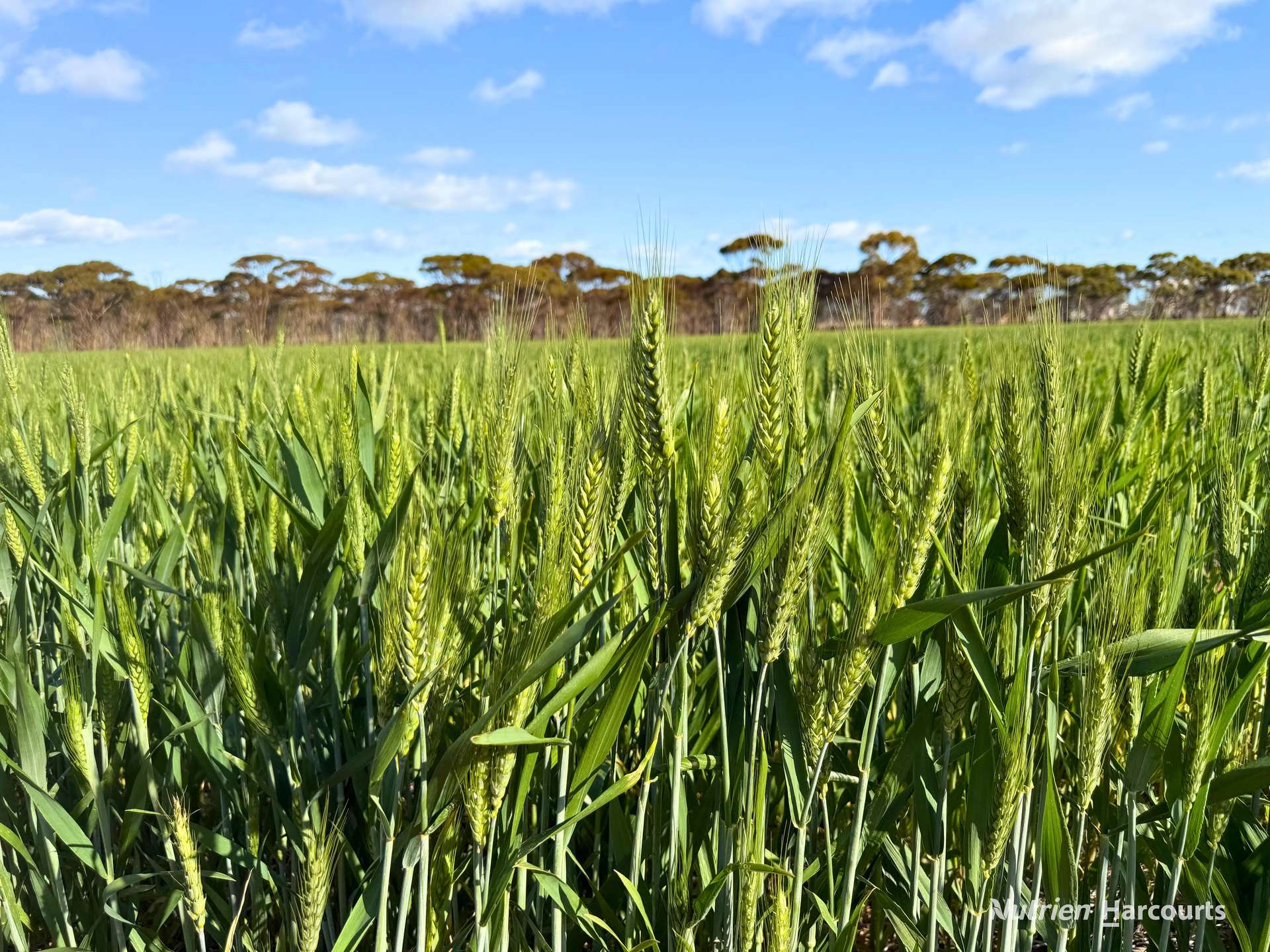 Lot 601 Goldfields Road, Merredin Expressions of Interest by Farmbuy.com - image 5