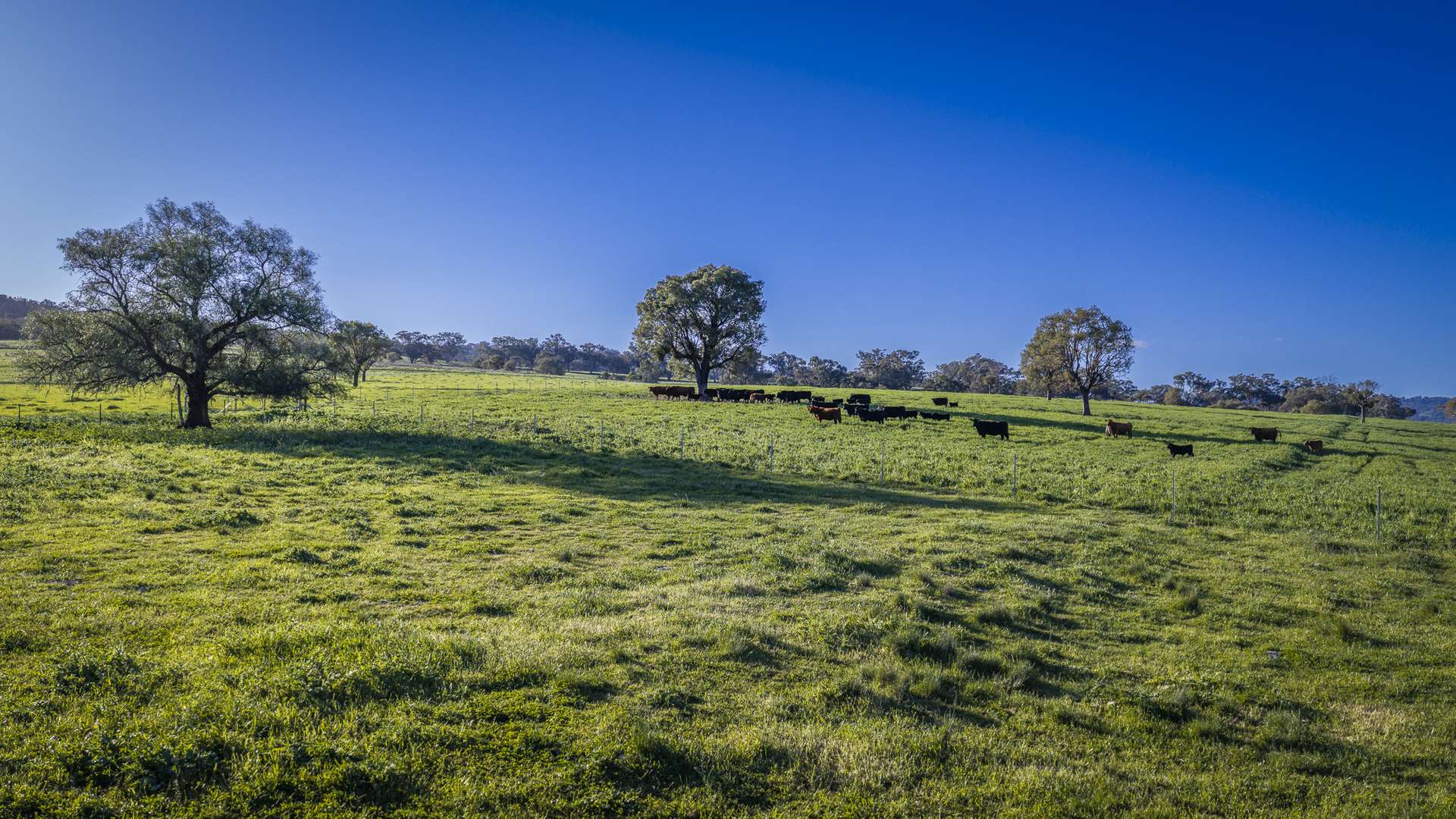 291 Gundare Road, Coolah Auction by Farmbuy.com - image 8
