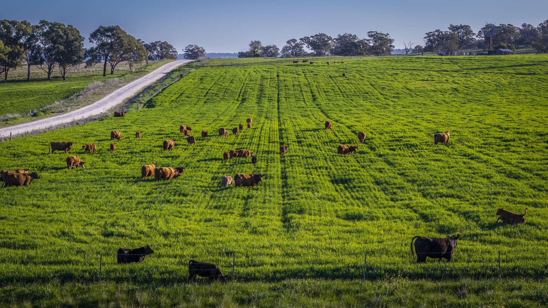 291 Gundare Road, Coolah Auction by Farmbuy.com - image 5