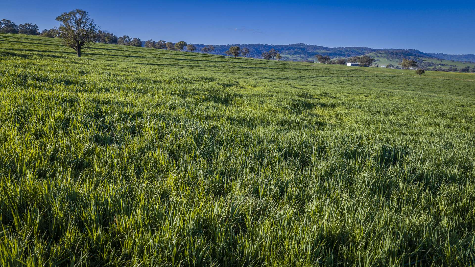 291 Gundare Road, Coolah Auction by Farmbuy.com - image 26