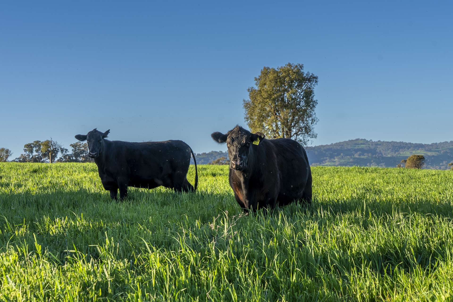 291 Gundare Road, Coolah Auction by Farmbuy.com - image 18