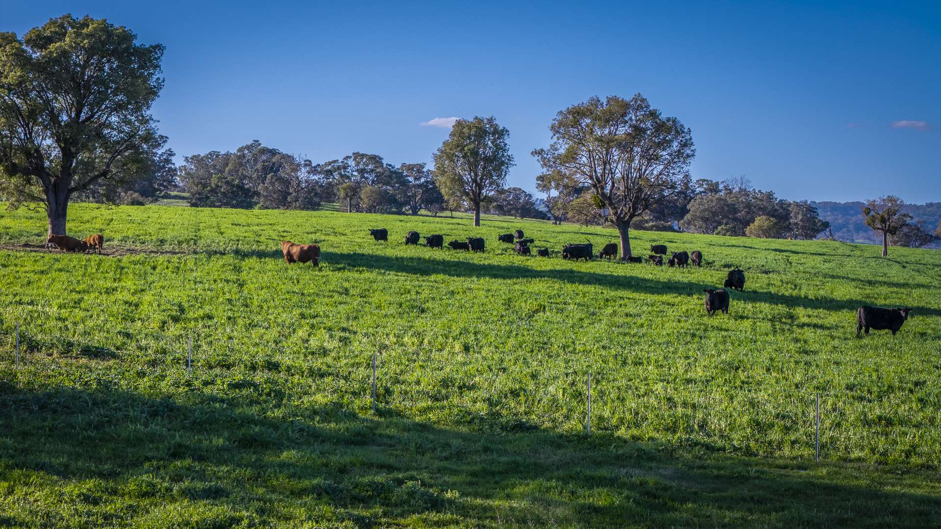 291 Gundare Road, Coolah Auction by Farmbuy.com - image 19