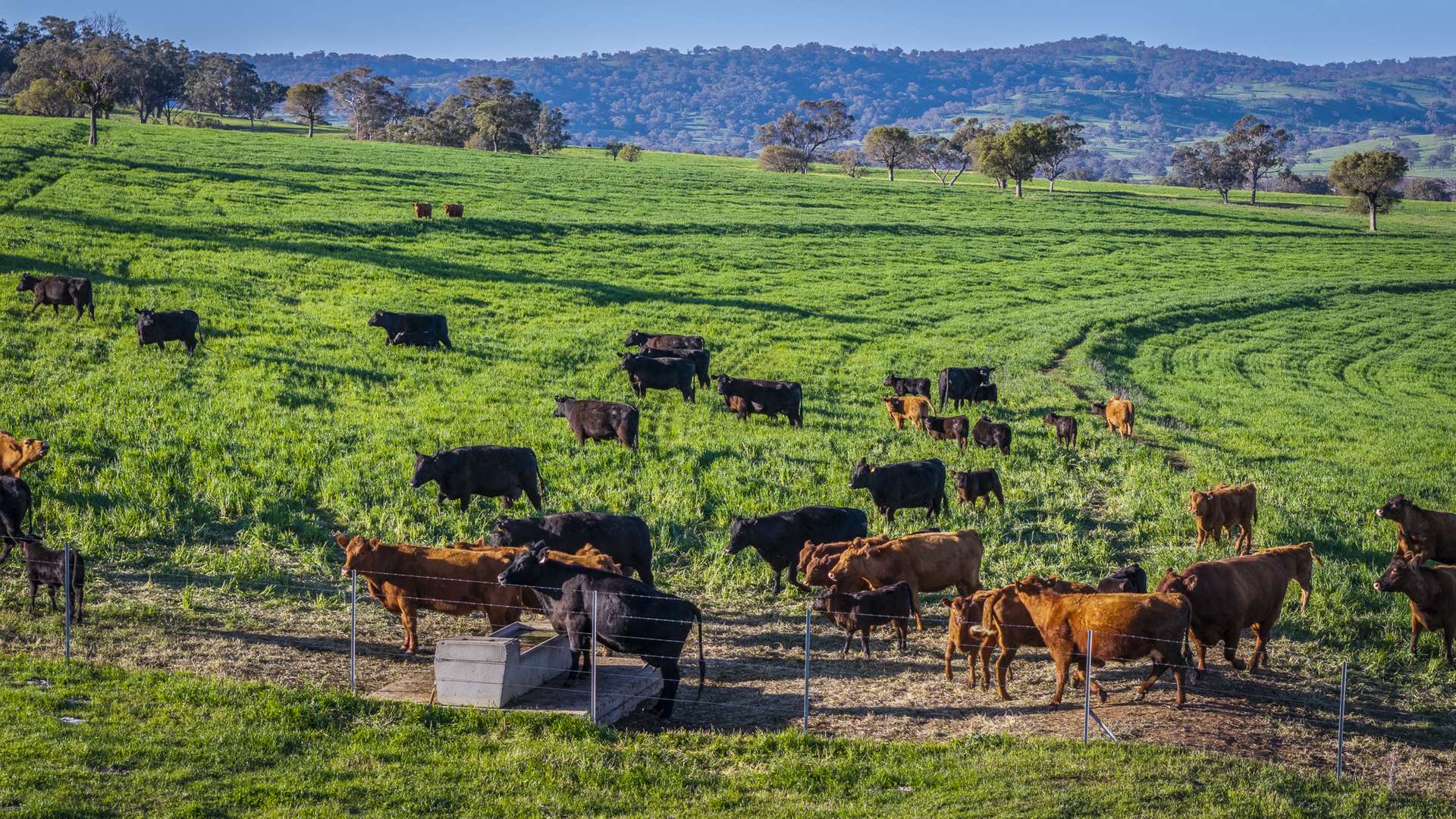 291 Gundare Road, Coolah Auction by Farmbuy.com - image 22