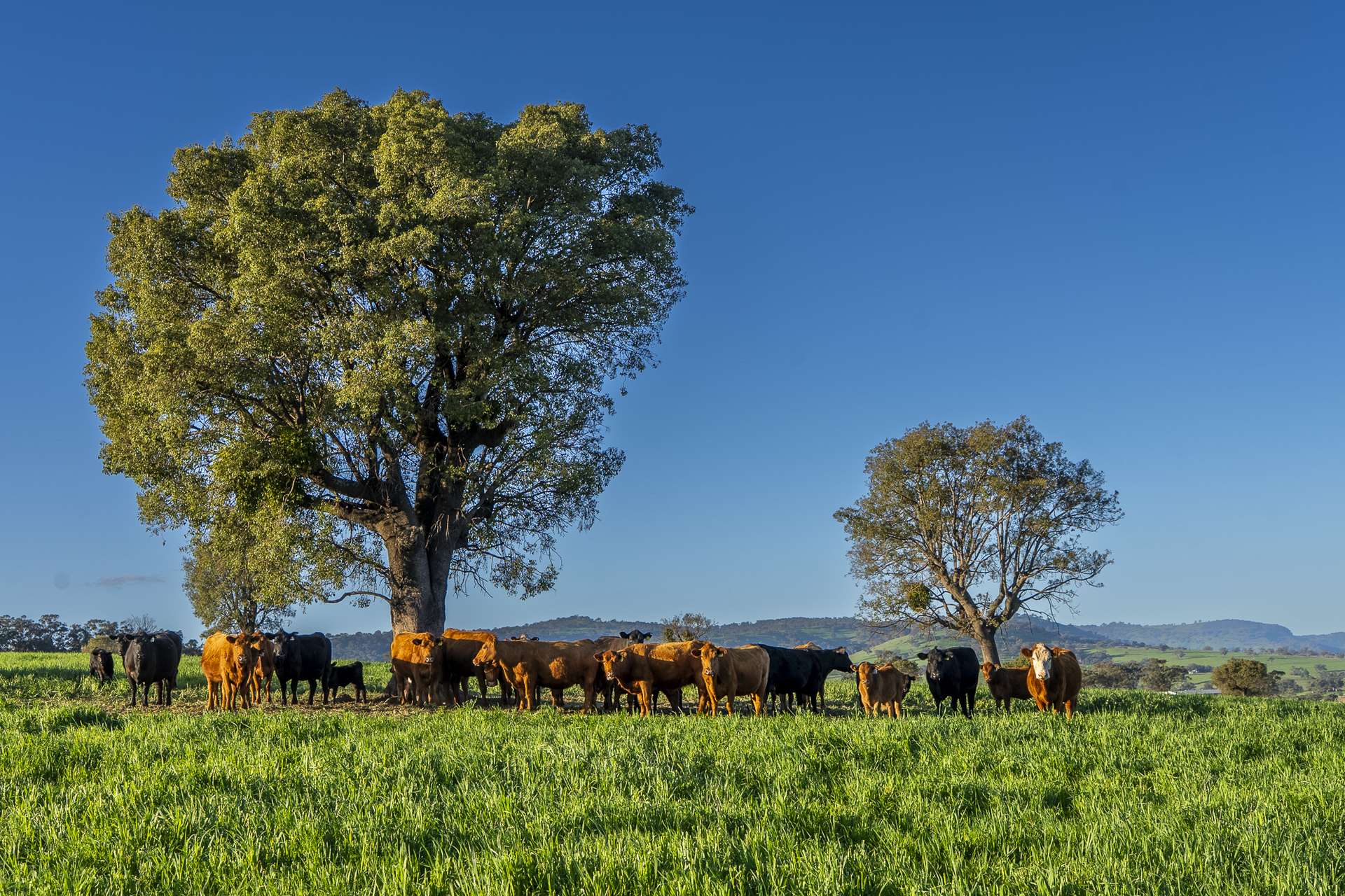 291 Gundare Road, Coolah Auction by Farmbuy.com - image 3