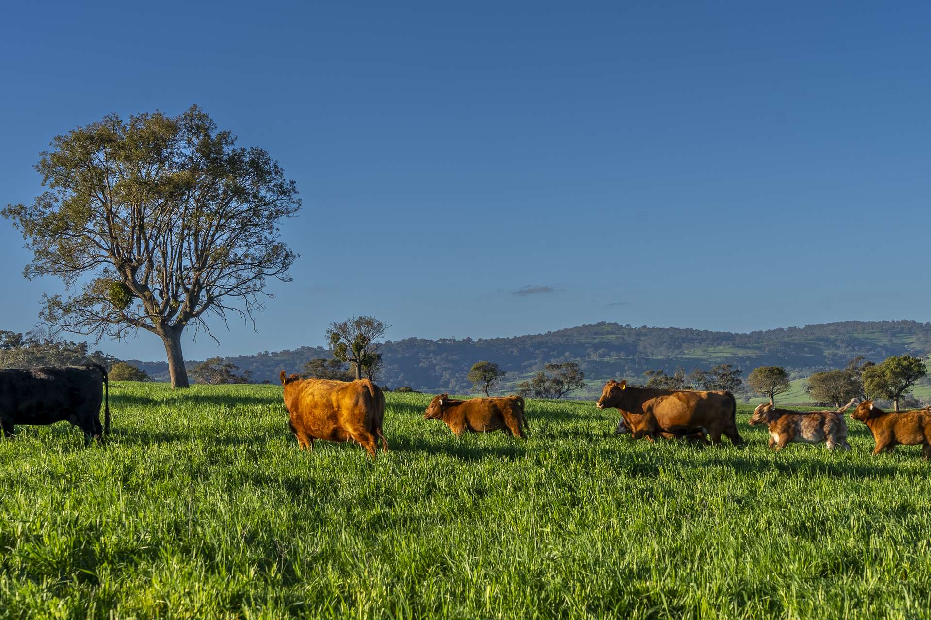 291 Gundare Road, Coolah Auction by Farmbuy.com - image 7