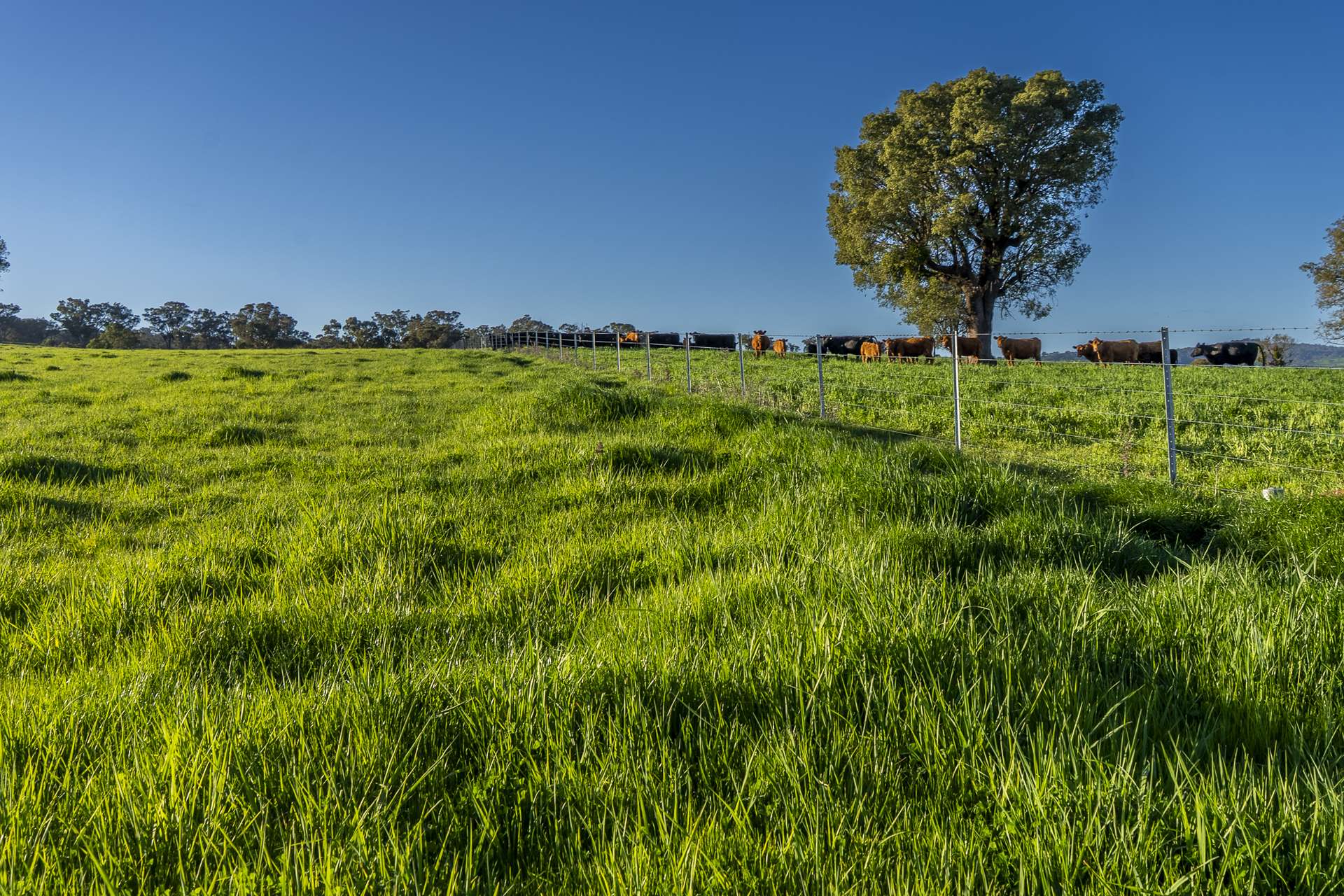 291 Gundare Road, Coolah Auction by Farmbuy.com - image 30