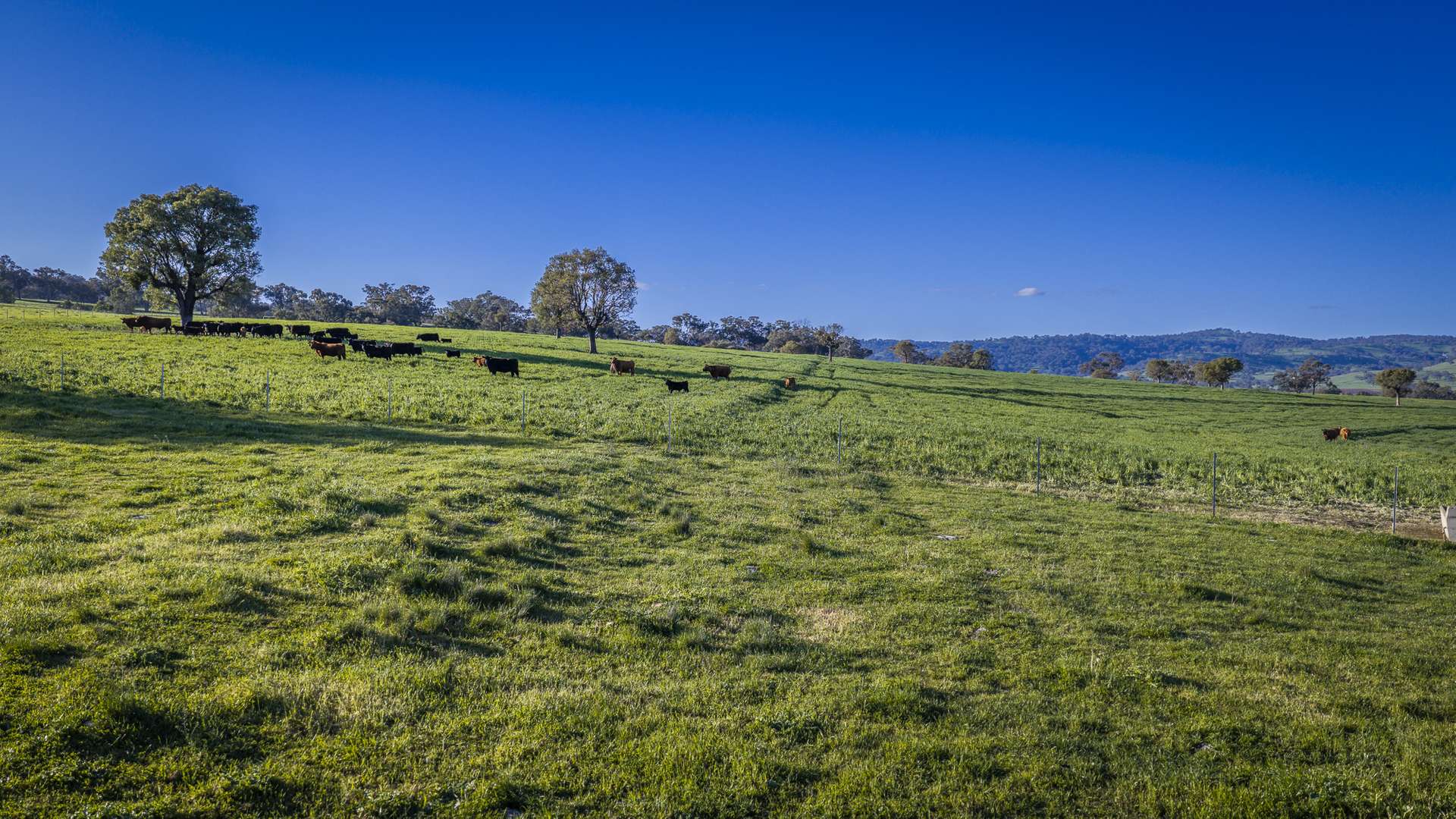 291 Gundare Road, Coolah Auction by Farmbuy.com - image 20