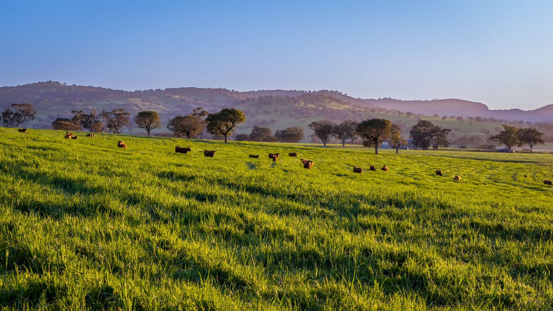 291 Gundare Road, Coolah Auction by Farmbuy.com - image 29