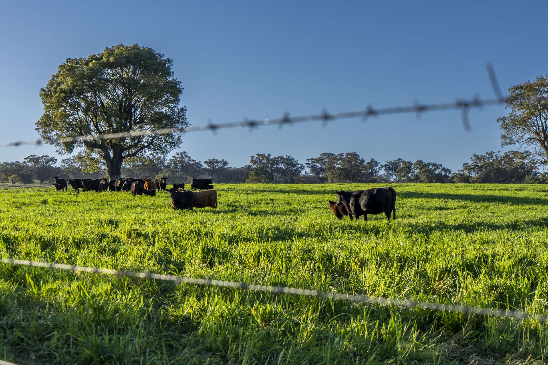 291 Gundare Road, Coolah Auction by Farmbuy.com - image 28