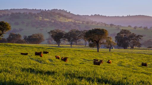 291 Gundare Road, Coolah NSW 2843