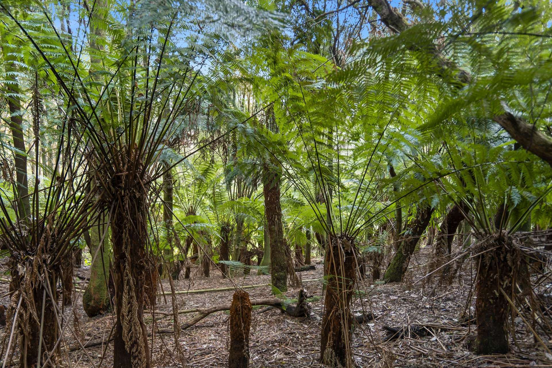 260 Amiets Road, Wyelangta Auction by Farmbuy.com - image 18