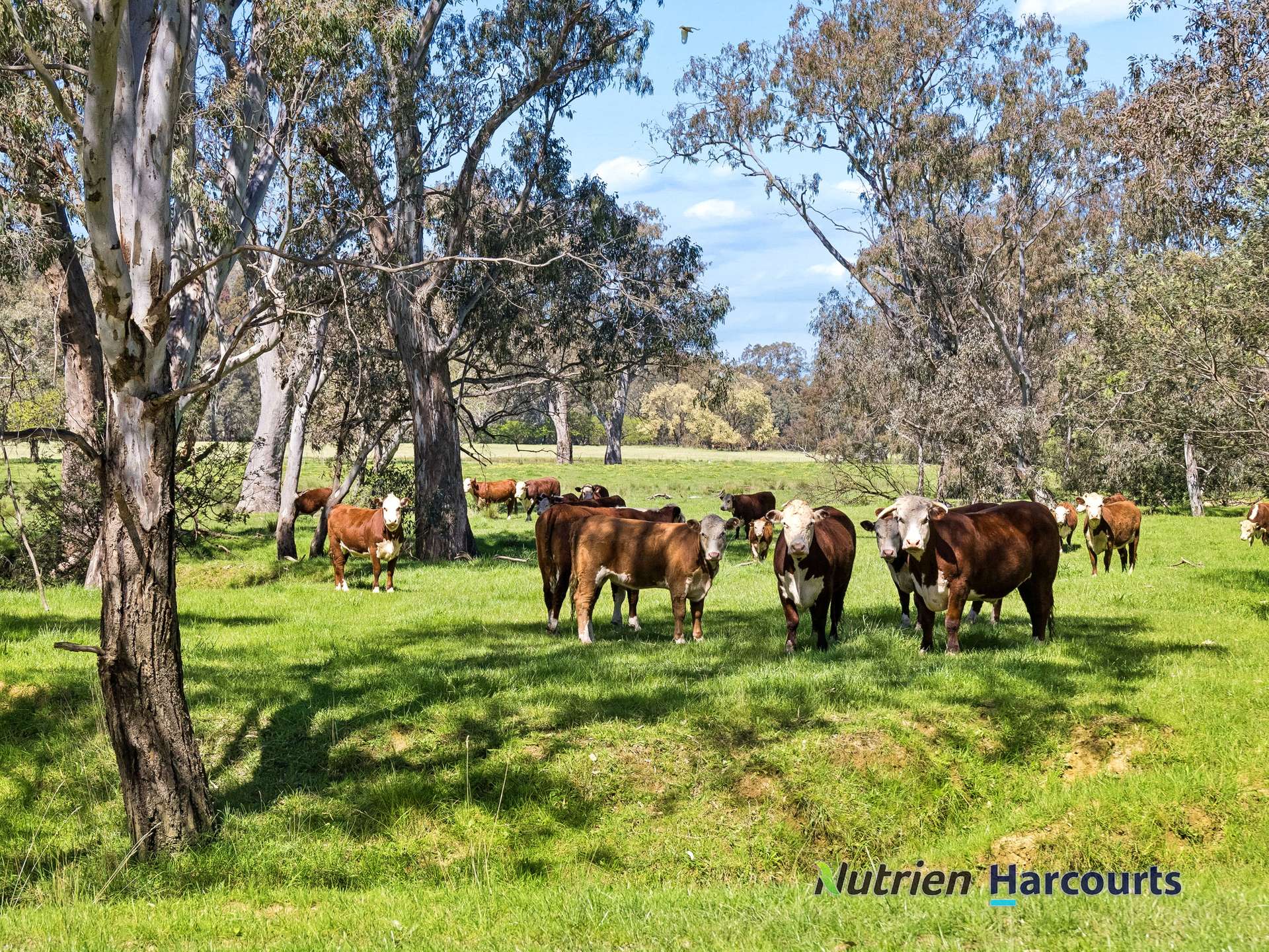 61 Guymers Road, Homewood For Sale by Farmbuy.com - image 24