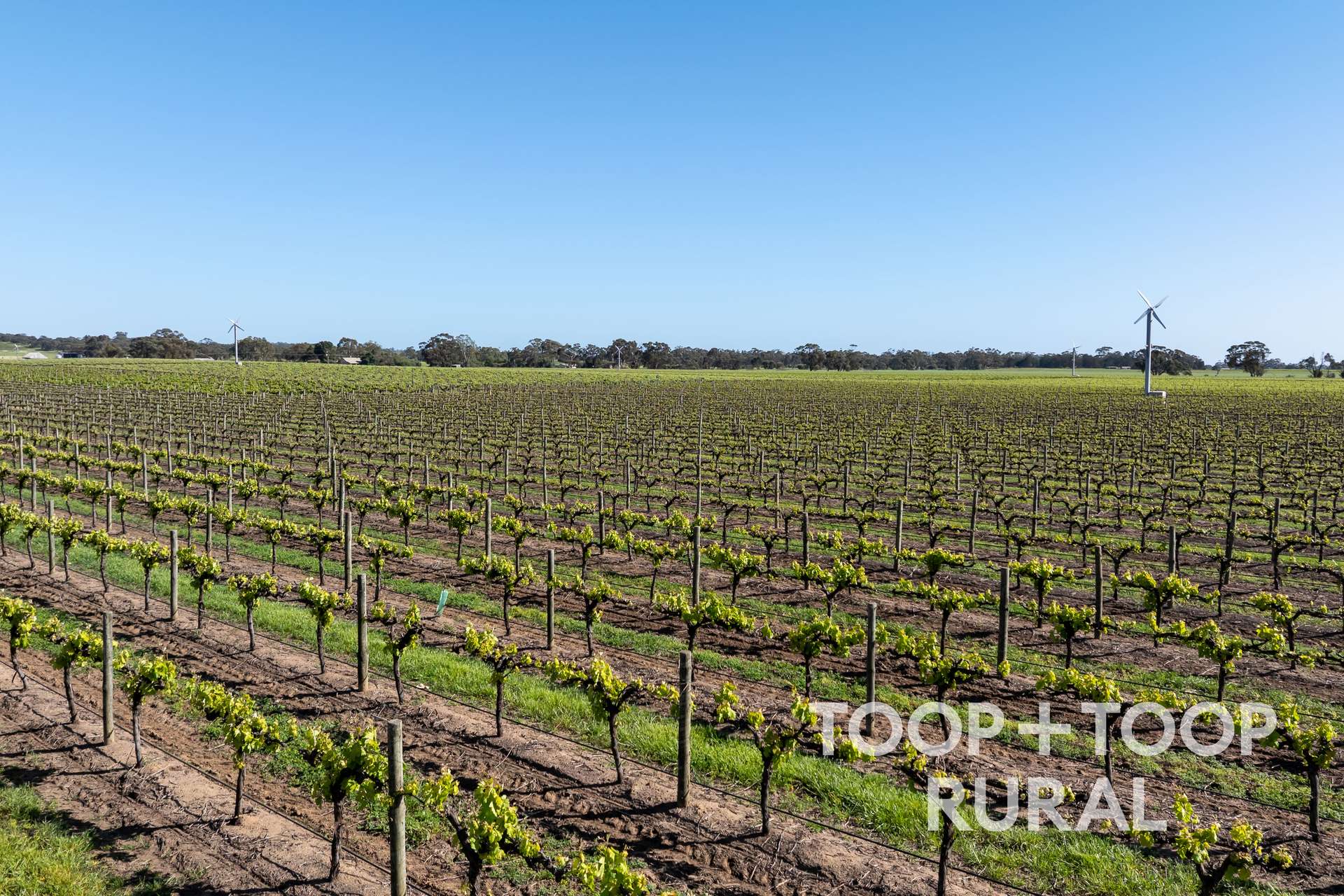 260 Belvidere Road, Nuriootpa For Sale by Farmbuy.com - image 20
