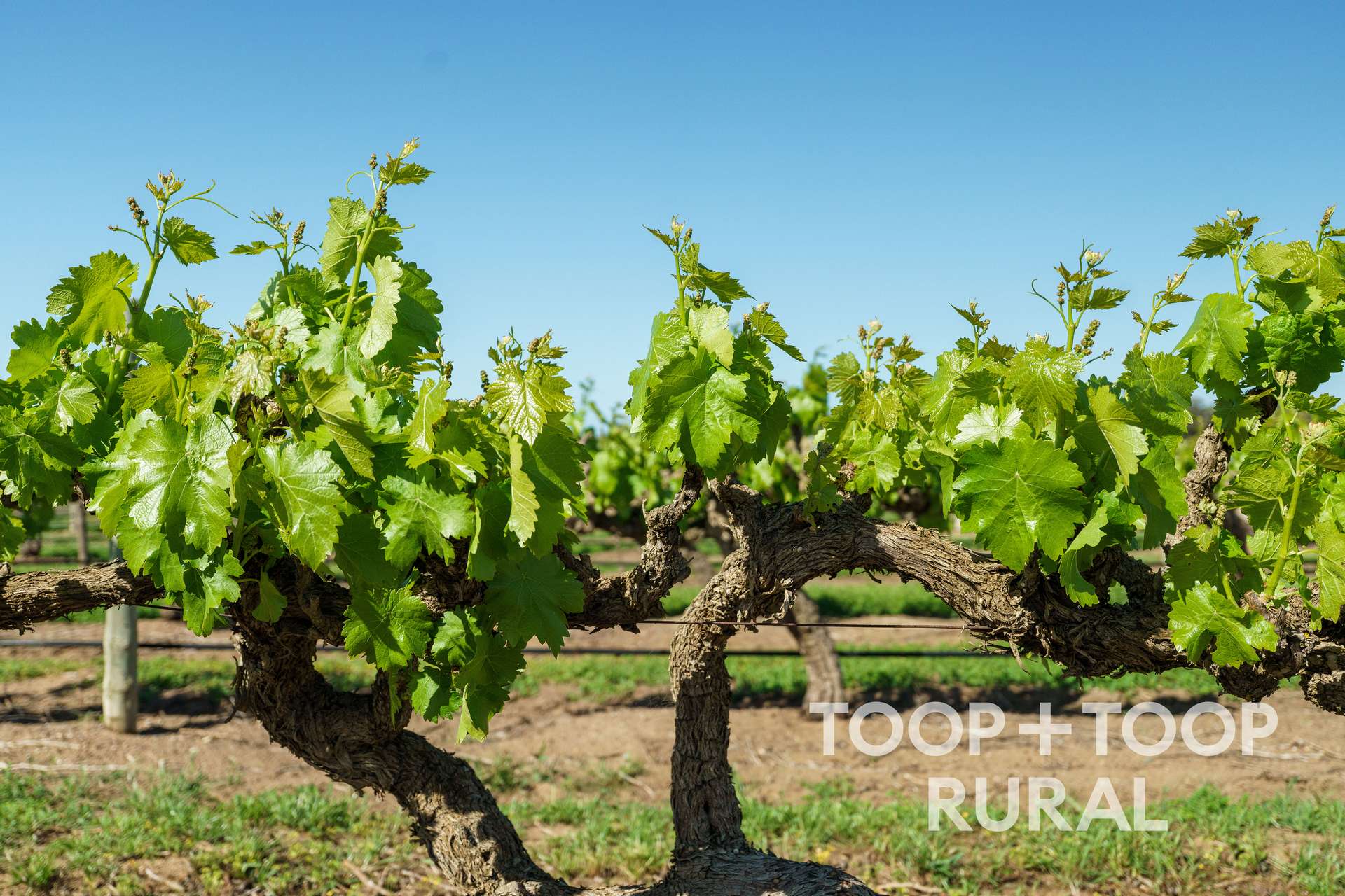 260 Belvidere Road, Nuriootpa For Sale by Farmbuy.com - image 6