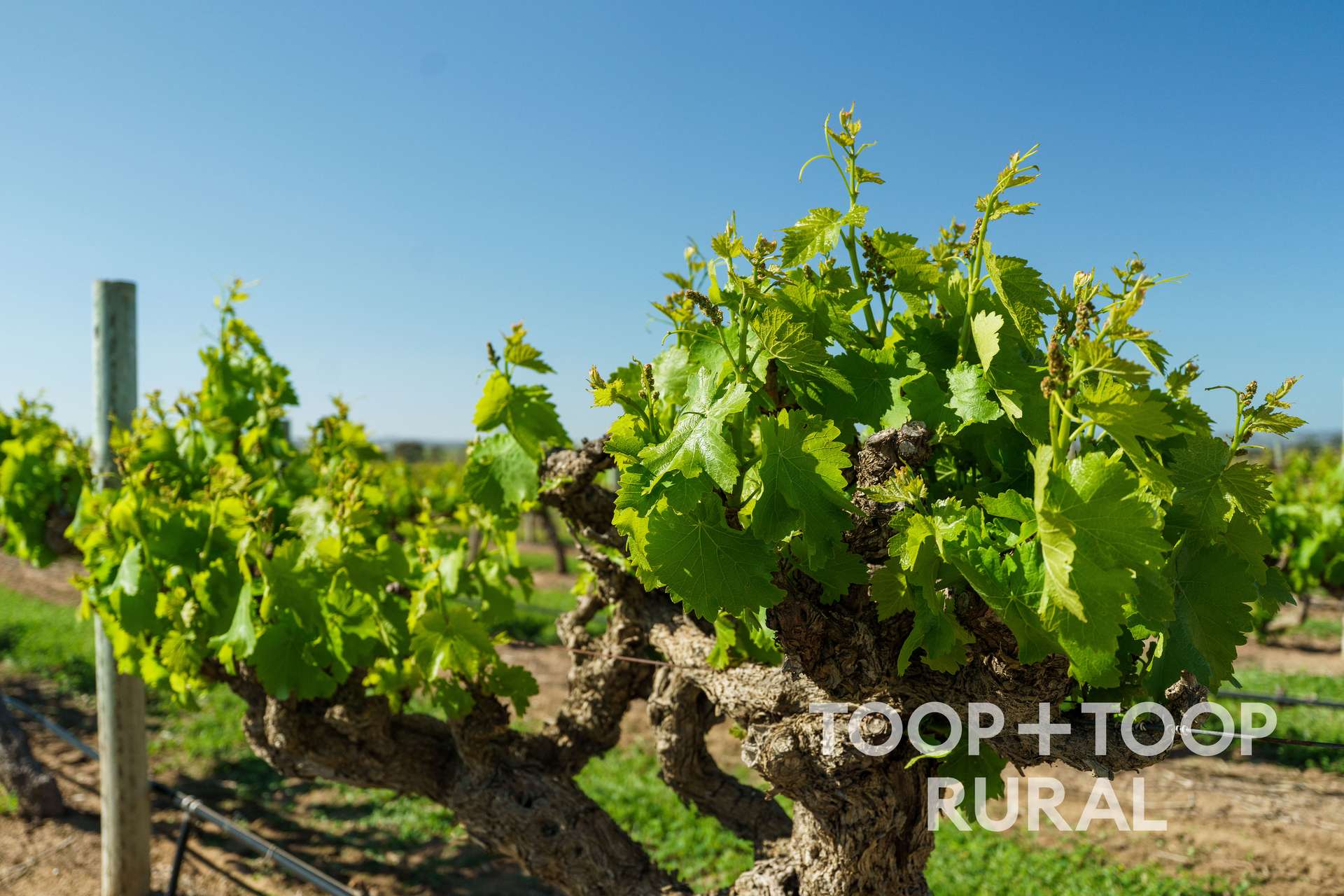 260 Belvidere Road, Nuriootpa For Sale by Farmbuy.com - image 16