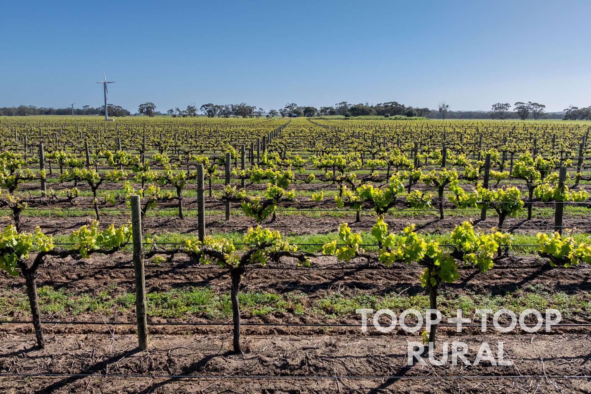 260 Belvidere Road, Nuriootpa For Sale by Farmbuy.com - image 5