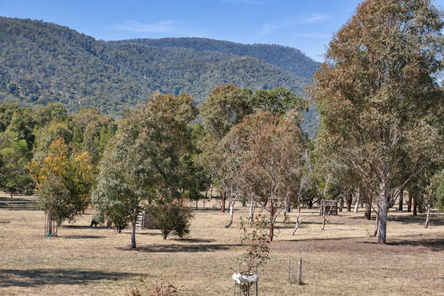 29 Quong Tart Close, Araluen For Sale by Farmbuy.com - image 20