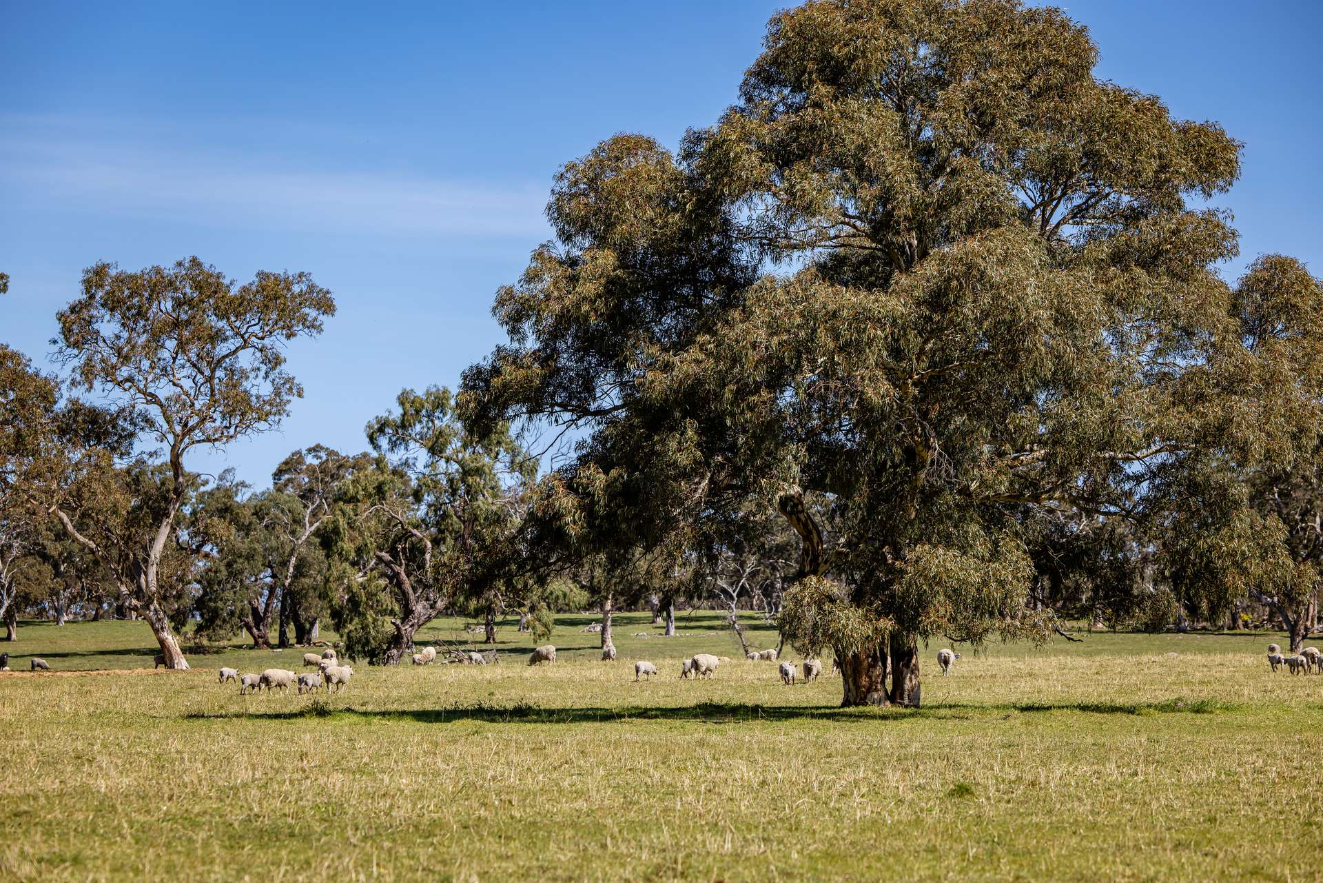 968 Crooked Lane, Bool Lagoon For Sale by Farmbuy.com - image 2